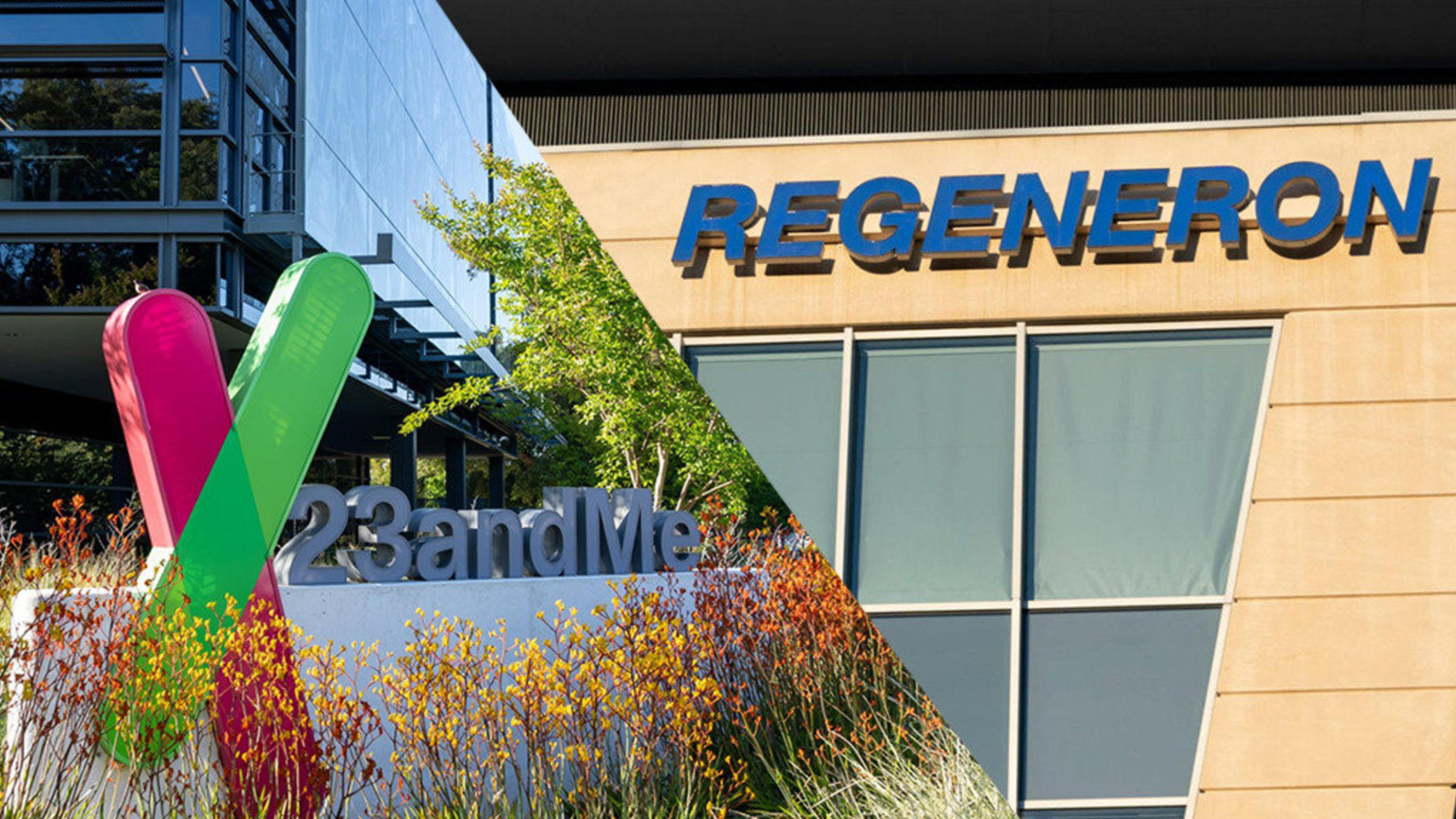 Regeneron plans to buy 23andMe for $256M